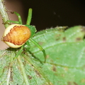 Diaea dorsata