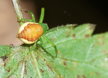 Diaea dorsata