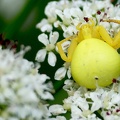 Misumena vatia-1