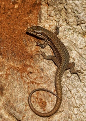Podarcis muralis-3