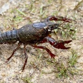 Procambarus clarki-1