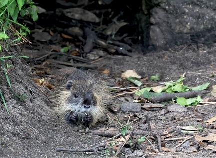 Myocastor coypus-6