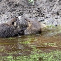 Myocastor coypus-61
