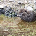 Myocastor coypus-62