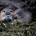 Myocastor coypus-51