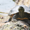 Trachemys scripta elegans