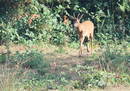 Capreolus capreolus-10