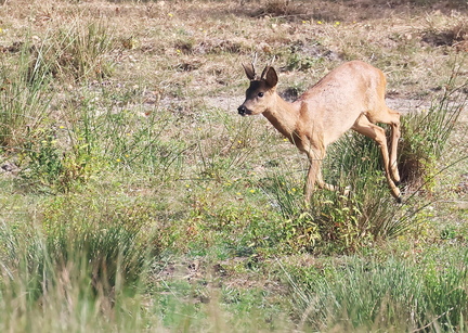 Capreolus capreolus-11