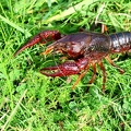 Procambarus clarkii-4