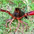 Procambarus clarkii-2
