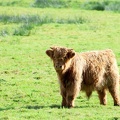 jeune bovin Highland