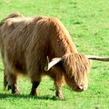 Vache Highland