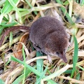 Sorex minutus-1