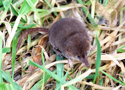 Sorex minutus-1
