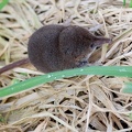 Sorex minutus
