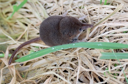 Sorex minutus