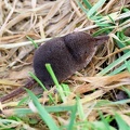 Sorex minutus-2