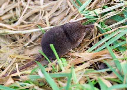 Sorex minutus-2