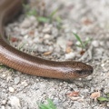 Anguis fragilis-31