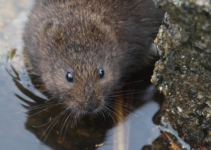 Arvicola sapidus-1