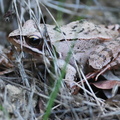 Rana dalmatina-11