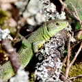 Lacerta bilineata-2