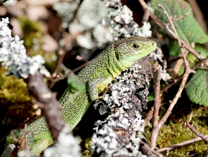Lacerta bilineata-2