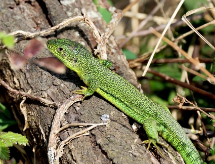 Lacerta bilineata-3