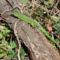 Lacerta bilineata-4