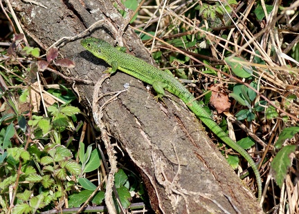 Lacerta bilineata-4