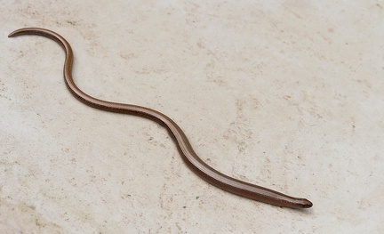 Anguis fragilis