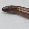Anguis fragilis-1