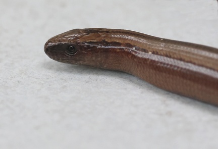 Anguis fragilis-1