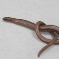 Anguis fragilis-2