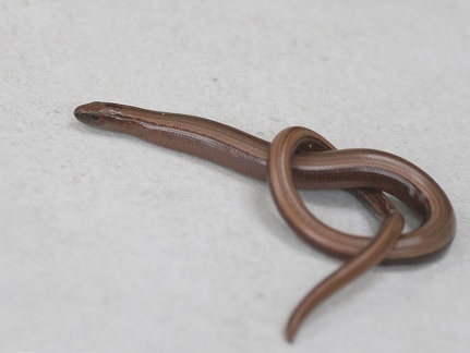 Anguis fragilis-2