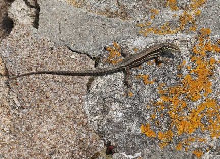 Podarcis muralis-2
