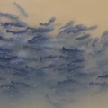 Ameiurus melas-1