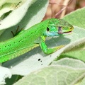 Lacerta bilineata-51
