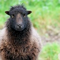 Mouton d'Ouessant