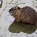 Myocastor coypus-3