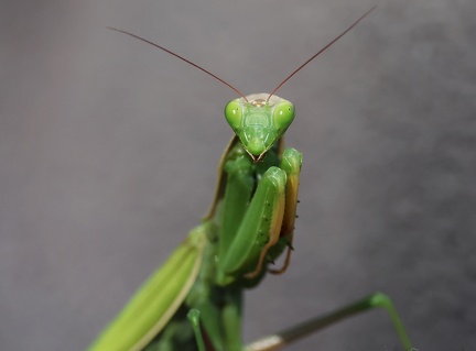 Mantodea_Mantis religiosa-1
