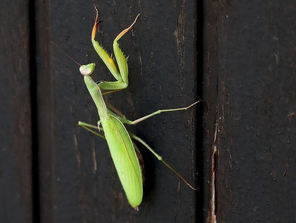 Mantodea_Mantis religiosa-2