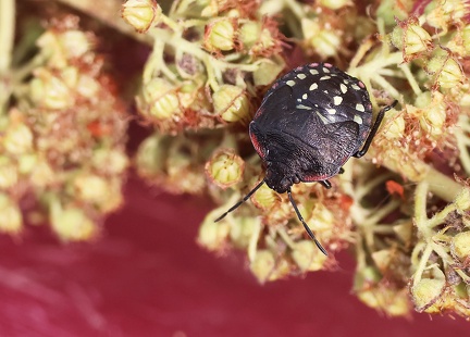 Hemiptera_Nezara viridula-11