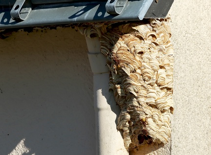 Hymenoptera_Vespa crabro-3