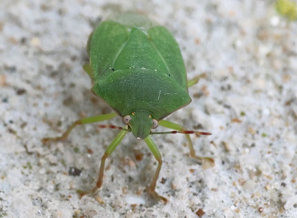 Hemiptera_Palomena prasina