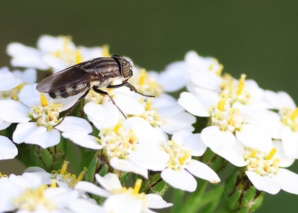 Diptera_Stomorhina lunata