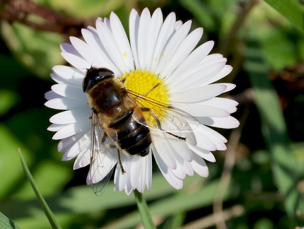 Eristalis tenax-1