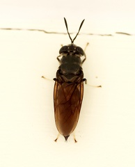 Diptera_Hermetia illucens