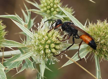 Hymenoptera_Podalonia hirsuta-11