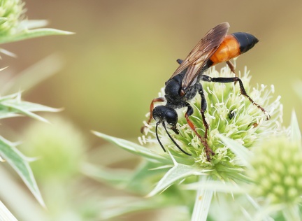 Hymenoptera_Podalonia hirsuta-13